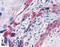 Transglutaminase 2 antibody, LS-B2681, Lifespan Biosciences, Immunohistochemistry frozen image 