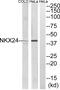 NK2 Homeobox 4 antibody, abx014537, Abbexa, Western Blot image 