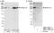 Myosin Heavy Chain 10 antibody, NBP1-18932, Novus Biologicals, Western Blot image 