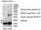 Dual Specificity Phosphatase 19 antibody, MBS415667, MyBioSource, Western Blot image 