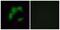 Olfactory Receptor Family 5 Subfamily I Member 1 antibody, PA5-39652, Invitrogen Antibodies, Immunofluorescence image 