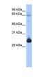 Transcription Elongation Factor A Like 1 antibody, orb329988, Biorbyt, Western Blot image 