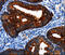 Baculoviral IAP Repeat Containing 6 antibody, MBS2518430, MyBioSource, Immunohistochemistry frozen image 