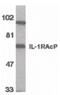 Interleukin 1 Receptor Accessory Protein antibody, PA5-19921, Invitrogen Antibodies, Western Blot image 