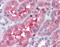 Gamma-Butyrobetaine Hydroxylase 1 antibody, 51-528, ProSci, Immunohistochemistry frozen image 