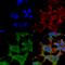 LDL Receptor Related Protein 4 antibody, SMC-415D-A700, StressMarq, Immunocytochemistry image 