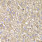 Cytokine Induced Apoptosis Inhibitor 1 antibody, LS-C334649, Lifespan Biosciences, Immunohistochemistry paraffin image 
