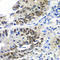Dachshund Family Transcription Factor 1 antibody, LS-C348981, Lifespan Biosciences, Immunohistochemistry paraffin image 