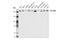 Cytoskeleton Associated Protein 5 antibody, 67774S, Cell Signaling Technology, Western Blot image 