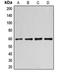 Cyclin B1 antibody, LS-C351951, Lifespan Biosciences, Western Blot image 