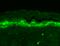 SH3 And Multiple Ankyrin Repeat Domains 1 antibody, SMC-329D-ALP, StressMarq, Immunohistochemistry paraffin image 