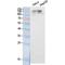 Nuclear Receptor Coactivator 3 antibody, LS-C387260, Lifespan Biosciences, Western Blot image 