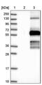 WW Domain Binding Protein 1 Like antibody, PA5-58038, Invitrogen Antibodies, Western Blot image 