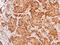 FMR1 Autosomal Homolog 1 antibody, GTX113867, GeneTex, Immunohistochemistry paraffin image 