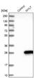 Myosin regulatory light chain 2, atrial isoform antibody, NBP1-81016, Novus Biologicals, Western Blot image 