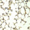 Btrcp2 antibody, A05523-1, Boster Biological Technology, Immunohistochemistry frozen image 