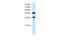 POU Class 3 Homeobox 2 antibody, 31-205, ProSci, Western Blot image 