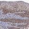 TRNA Methyltransferase 2 Homolog A antibody, PA5-51506, Invitrogen Antibodies, Immunohistochemistry frozen image 