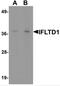 LMTD1 antibody, NBP2-82095, Novus Biologicals, Western Blot image 