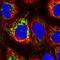 Mitochondrial Antiviral Signaling Protein antibody, NBP2-38704, Novus Biologicals, Immunocytochemistry image 
