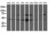 General Transcription Factor IIF Subunit 1 antibody, LS-C173222, Lifespan Biosciences, Western Blot image 