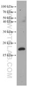 Ras Homolog, MTORC1 Binding antibody, 66714-1-Ig, Proteintech Group, Western Blot image 