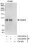 Proteasome 26S Subunit, Non-ATPase 2 antibody, A303-853A, Bethyl Labs, Immunoprecipitation image 