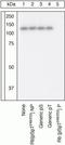 RB Transcriptional Corepressor 1 antibody, GTX24788, GeneTex, Western Blot image 