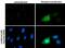 Rhotekin antibody, PA5-29931, Invitrogen Antibodies, Immunofluorescence image 