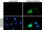 Rhotekin antibody, PA5-29931, Invitrogen Antibodies, Immunofluorescence image 