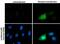 Rhotekin antibody, PA5-29931, Invitrogen Antibodies, Immunofluorescence image 