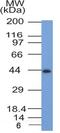 C-C Motif Chemokine Receptor 2 antibody, NBP2-35334, Novus Biologicals, Western Blot image 