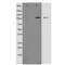 CD34 antibody, SPC-1270D-PCP, StressMarq, Western Blot image 
