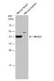 NK2 Homeobox 5 antibody, NBP1-31558, Novus Biologicals, Western Blot image 