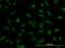 Nucleoporin 133 antibody, H00055746-M01, Novus Biologicals, Immunofluorescence image 