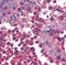 Chaperonin Containing TCP1 Subunit 2 antibody, GTX13503, GeneTex, Immunohistochemistry frozen image 