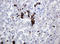 Hemogen antibody, LS-C338501, Lifespan Biosciences, Immunohistochemistry paraffin image 