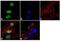 Testis Expressed 10 antibody, 720257, Invitrogen Antibodies, Immunofluorescence image 