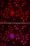 CD207 Molecule antibody, orb247492, Biorbyt, Immunofluorescence image 