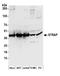 Serine/Threonine Kinase Receptor Associated Protein antibody, A304-735A, Bethyl Labs, Western Blot image 