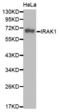 Interleukin 1 Receptor Associated Kinase 1 antibody, abx000888, Abbexa, Western Blot image 