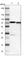 Leucine Rich Repeat Containing 47 antibody, HPA012018, Atlas Antibodies, Western Blot image 