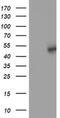 Schlafen Like 1 antibody, MA5-25286, Invitrogen Antibodies, Western Blot image 