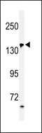 FGAM synthase antibody, 61-648, ProSci, Western Blot image 