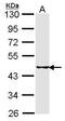 Selenide, water dikinase 2 antibody, PA5-27950, Invitrogen Antibodies, Western Blot image 