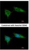 NADH:Ubiquinone Oxidoreductase Subunit B5 antibody, NBP1-31684, Novus Biologicals, Immunofluorescence image 