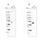 N-Terminal EF-Hand Calcium Binding Protein 1 antibody, NBP1-84003, Novus Biologicals, Western Blot image 