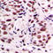 CAMP Responsive Element Binding Protein 1 antibody, LS-C352057, Lifespan Biosciences, Immunohistochemistry paraffin image 
