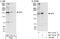 AF4/FMR2 Family Member 1 antibody, NBP1-28728, Novus Biologicals, Western Blot image 