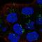 Lymphotoxin Beta Receptor antibody, HPA061617, Atlas Antibodies, Immunofluorescence image 